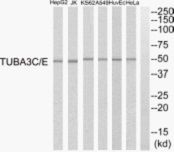 Western blot analysis of TUBA3C + TUBA3E in extracts from HUVEC cells, K562 cells, HepG2 cells, HeLa cells, A549 cells and Jurkat cells using a TUBA3C + TUBA3E polyclonal antibody (Product # PA5-39591).