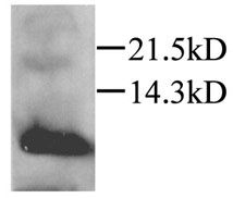 Western blot analysis of CCL20 in transfected cells. Samples were probed with a CCL20 polyclonal antibody (Product # PA1-29034).