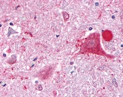 Immunohistochemical analysis of Haptoglobin using a Haptoglobin polyclonal antibody (Product # PA1-29740).