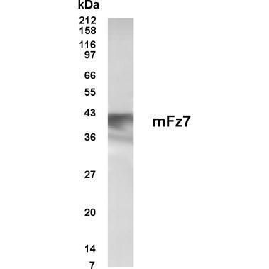 Western blot analysis of Frizzled in pancreas lysate using a Frizzled polyclonal antibody (Product # PA1-30050).