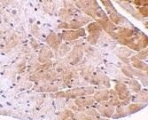 Immunohistochemical analysis of CIDE an In mouse heart tissue using a CIDE A polyclonal antibody (Product # PA1-30117).