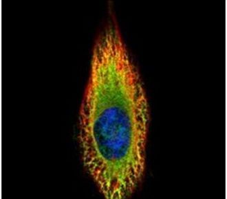 Immunofluorescent analysis of RIN2 in methanol-fixed HeLa cells using a RIN2 polyclonal antibody (Product # PA5-30882) (Green) at a 1:500 dilution. Alpha-tubulin filaments were labeled with Product # PA5-29281 (Red) at a 1:2000.