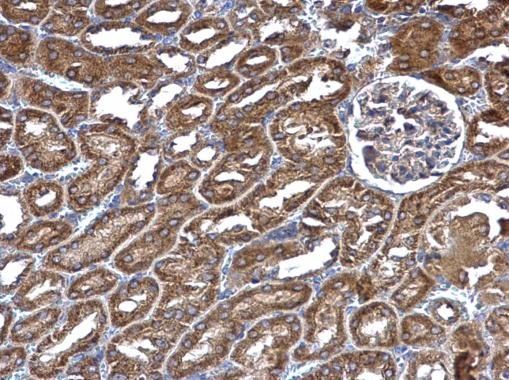 Immunohistochemical analysis of RIN2 in the cytosol of paraffin-embedded mouse kidney using a RIN2 polyclonal antibody (Product # PA5-30882) at a dilution of 1:1000.