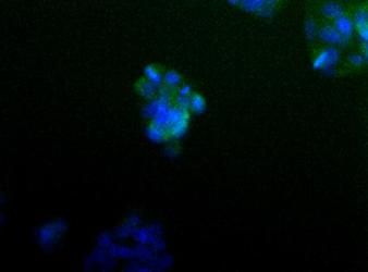 <h6 id="pdp-product-imgtitle"> 14-3-3 gamma Antibody (MA1-16588) </h6><p id="pdp-product-imgdesc"> Detection of 14-3-3 gamma (green) in HepG2 cells using MA1-16588. Nuclei (Blue) are counterstained with Hoechst 33258. </p>