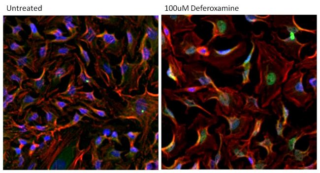 <h6 id="pdp-product-imgtitle"> HIF1A Antibody (MA1-516) in IF </h6><p id="pdp-product-imgdesc"> Immunofluorescent analysis of HIF-1 alpha (green) in HeLa cells either left untreated (left panel) or treated with 100uM Deferoxamine mesylate for ~16 hours (right panel). Formalin-fixed cells were permeabilized with 0.1% Triton X-100 in TBS for 15 minutes at room temperature and blocked with 0.3% BSA for 15 minutes at room temperature. Cells were probed with a HIF-1 alpha monoclonal antibody (Product # MA1-516) at a dilution of 1:100 for at least 1 hour at room temperature, washed with PBS, and incubated with a DyLight 488-conjugated goat anti-mouse IgG secondary antibody (Product # 35502) at a dilution of 1:500 for 30 minutes at room temperature. F-actin (red) was stained with DyLight 594 Phalloidin (Product # 21836) and nuclei (blue) were stained with Hoechst 33342 dye (Product # 62249). Images were taken on a Thermo Scientific ArrayScan Instrument at 20X magnification. </p>