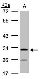 Western blot analysis of C4orf19 using 30µg of H1299 lysate. Samples were loaded onto a 10% SDS-PAGE gel and probed with a C4orf19 polyclonal antibody (Product # PA5-34718) at a dilution of 1:1000.