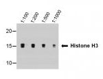 Western blot analysis of Tri-Methyl Histone H3 (Lys9) in Hela histones using a Tri-Methyl Histone H3 (Lys9) monoclonal antibody (MA5-18065) at various dilutions. Samples were separated by SDS-PAGE and transferred to a nitrocellulose membrane. The membrane was blocked in 3% NFDM-PBST for 1 hr at room temperature and incubated at 4°C prior to analysis.