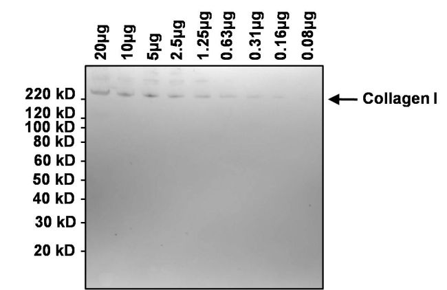 Western blot analysis of collagen I was performed by loading the indicated amounts of bovine collagen I onto a 4-12% Bis-Tris polyacrylamide gel. Proteins were transferred to a nitrocellulose membrane and blocked with 5% BSA in TBST for at least 1 hour. The membrane was probed with a collagen I monoclonal antibody (Product # MA1-141) at a dilution of 1:1000 overnight at 4°C on a rocking platform, washed in TBST, and probed with an HRP-conjugated goat anti-mouse IgG secondary antibody (Product # 31430) at a dilution of 1:20,000 for 1 hour. Chemiluminescent detection was performed using SuperSignal West Dura (Product # 34076).