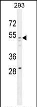 Western blot analysis of GOG8A in 293 cell lysate (35ug/lane) using a GOG8A polyclonal antibody (Product # PA5-35036).
