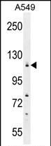 Western blot analysis of WDR52 in A549 cell lysate (35ug/lane) using a WDR52 polyclonal antibody (Product # PA5-35056).