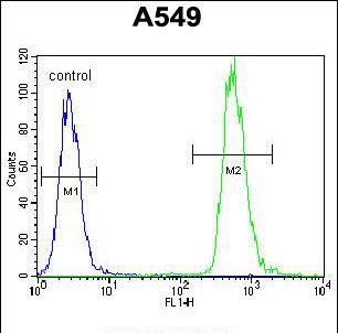 Flow cytometry analysis of WDR52 in A549 cells (right) compared to a negative control (left) using a WDR52 polyclonal antibody (Product # PA5-35056) followed by detection using a FITC-conjugated goat-anti-rabbit secondary antibody.