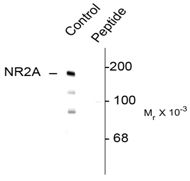 Western blot analysis of Phospho-NMDA Receptor 2A pTyr1325 in rat hippocampal lysate using a Phospho-NMDA Receptor 2A pTyr1325 polyclonal antibody (Product # PA5-35400). Results show a band at ~180kDa. The phosphospecificity of this labeling is shown in the second lane where immunoreactivity is blocked by preadsorption with the phospho-peptide used as antigen but not by the dephosphopeptide (not shown).