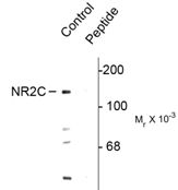 Western blot analysis of Phospho-NMDA Receptor 2C pSer1096 in mouse brain lysate using a Phospho-NMDA Receptor 2C pSer1096 polyclonal antibody (Product # PA5-35402). Results show a band at ~140kDa. The phosphospecificity is shown in the second lane where immunoreactivity is blocked by preadsorption with the phospho-peptide used as antigen but not by the dephosphopeptide (not shown).