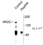 Western blot analysis of Phospho-NMDA Receptor 2C pSer1244 in rat cerebellum lysate using a Phospho-NMDA Receptor 2C pSer1244 polyclonal antibody (Product # PA5-35403). Results show a band at ~140kDa. The phosphospecificity is shown in the second lane where immunoreactivity is blocked by preadsorption with the phospho-peptide used as antigen but not by the dephosphopeptide (not shown).