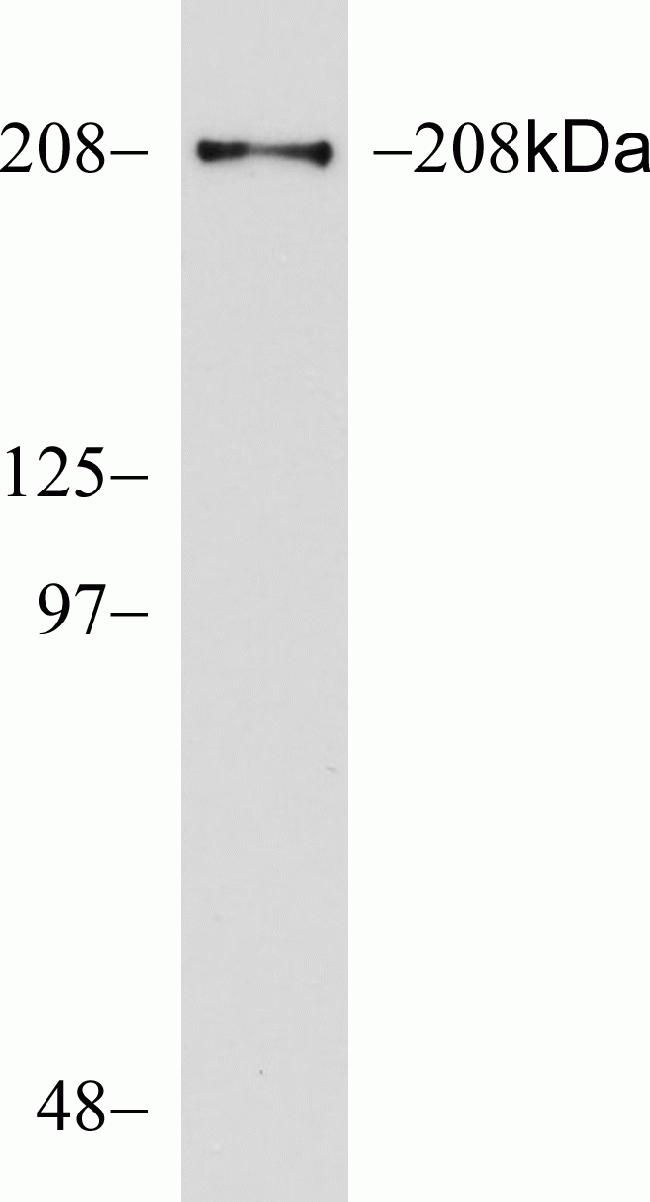 Western blot analysis of AF-6 / Afadin in mouse hippocampal lysate using an AF-6 / Afadin recombinant rabbit monoclonal antibody (Product # 700193) at a dilution of 1ug/ml.