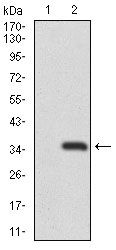 Western blot analysis of RAG1 using RAG1 monoclonal antibody (Product # MA5-17163) in HEK293 (1) and RAG1 (AA: 818-868) human IgG Fc transfected HEK293 (2) cell lysate.