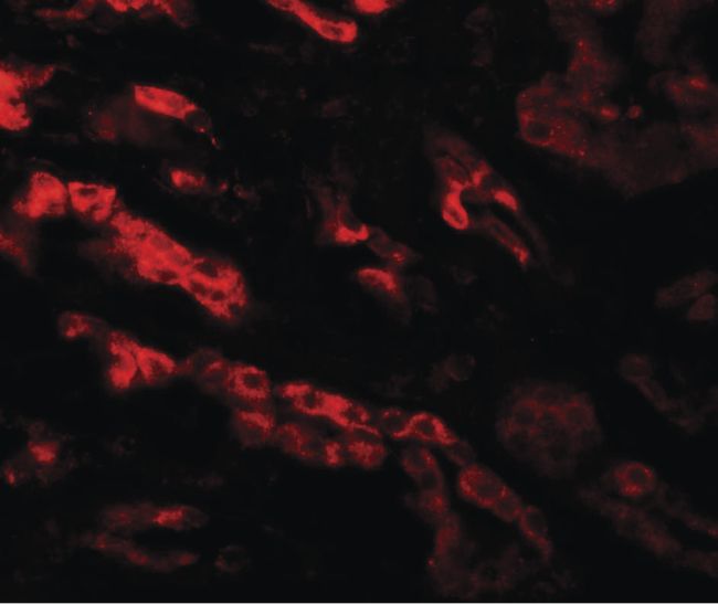 Immunofluorescent analysis of human kidney tissue using a GZF1 polyclonal antibody (Product # PA5-34375) at a 20 ug/mL dilution.