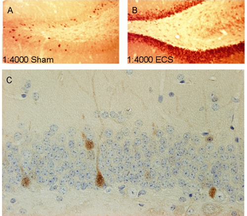 Cat. No. 156 003 Immunostaining of PFA fixed rat hippocampus sections after sham electroconvulsive shock (sham ECS, A ) compared to electroconvulsive shock (ECS, B ). Immunoreactivity was revealed using biotinylated secondary antibodies and HRP conjugated avidin with diaminobenzidine as chromagen. Courtesy: H. Hansen & J.D. Mikkelsen, NeuroSearch A/S, Ballerup/Denmark. C : Immunostaining of paraffin embedded sections from mouse hippocampus (dilution 1 : 500). Immunoreactivity was revealed using diaminobenzidine as chromagen. Nuclei were counterstained with haematoxylin (blue). Courtesy: O. Wirths, Dept. of Psychiatry, Div. of Molecular Psychiatry; University of Goettingen.