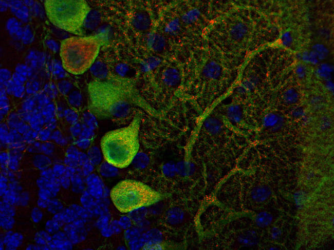 Cat. No. 141 003 Indirect immunostaining of a PFA fixed mouse cerebellum section with anti-bassoon (dilution 1 : 200; red) and mouse anti-calbindin (cat. no. 214 011, dilution 1 : 200; green). Nuclei have been visualized by DAPI staining (blue).
