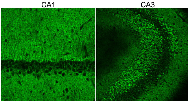 Cat. No. 141 013 Indirect immunostaining of PFA fixed mouse hippocampus sections (dilution 1 : 500). Courtesy: A. Lorincz and Z. Nusser, Laboratory of Cellular Neurophysiology, Institute of Experimental Medicine, Budapest.