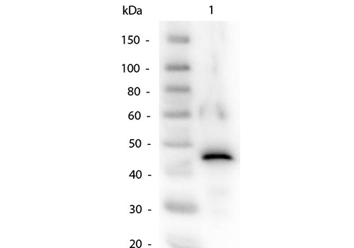 Western Blot of Alcohol Dehydrogenase Antibody.   Lane 1:  Alcohol Dehydrogenase.  Load:  50ng per lane. Primary antibody:  Alcohol Dehydrogenase Antibody at 1:1,000 overnight at 4°C. Secondary antibody:  Peroxidase Conjugated Rabbit secondary antibody at 1:40,000 for 30 min at RT. Block:  MB-070 Blocking Buffer for 30 min at RT. Predicted/Observed size: 37kDa, 45kDa.