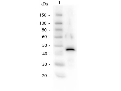 Western Blot of Alcohol Dehydrogenase Antibody. Lane 1:  Alcohol Dehydrogenase. Load:  50ng per lane. Primary antibody:  Alcohol Dehydrogenase Antibody at 1:1,000 overnight at 4°C. Secondary antibody:  Peroxidase Conjugated Rabbit secondary antibody at 1:40,000 for 30 min at RT. Block:  MB-070 Blocking Buffer for 30 min at RT. Predicted/Observed size: 37kDa, 45kDa.