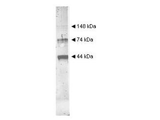 Western blot analysis with Rockland's Anti-Alcohol Dehydrogenase antibody was used to detect yeast Alcohol Dehydrogenase.  Comparison to molecular weight markers (not shown) indicates estimated molecular weights consistent with monomer, dimer and tetramer present in this preparation.  The blot was incubated with a 1:500 dilution of the antibody at room temperature for 2 h followed by detection using IRDye™800  labeled Goat-a-Rabbit IgG [H&L] (611-132-122) diluted 1:5,000 for 45 min at room temperature.  The IRDye™800 fluorescence image was captured using the Odyssey® Infrared Imaging System developed by LI-COR. IRDye is a trademark of LI-COR, Inc.  Other detection systems will yield similar results.