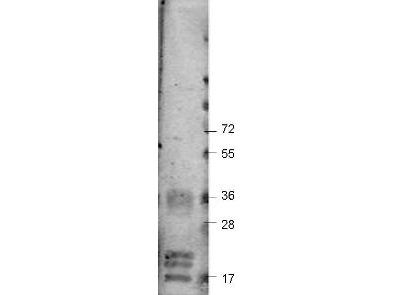 Western blot using Rockland's Protein-A Purified anti-bovine VEGF-A antibody shows detection of recombinant bovine VEGF-A at 17-19.2 kDa (arrowhead).   Approximately 2 µg of recombinant protein was loaded per lane onto a 4-20% gradient gel followed by transfer to PVDF membrane.   The membrane was blocked using 3% BSA (p/n BSA-30) diluted 1:10.  The primary antibody was used at a 1:333 dilution and was incubated with the blot for 2h at room temperature.  The membrane was washed and reacted with a 1:10,000 dilution of IRDye™800 Conjugated Affinity Purified Goat-anti-Rabbit IgG [H&L] MX10.  Molecular weight estimation was made by comparison to prestained MW markers.  Other detection systems will yield similar results.