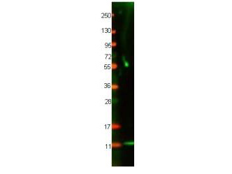 Western blot using Rockland's protein-A purified anti-Cat IL-8 antibody shows detection of recombinant Cat IL-8 at 8.9 kDa, raised in yeast. Primary antibody was diluted to 1 µg/ml. 3% BSA from Rockland's BSA-30 (Bovine Serum Albumin Solution) was used for blocking. Secondary antibody 611-131-122 (Goat anti-Rabbit IgG IRDye® 800) was used at 1:20,000.