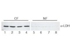 Western Blot of Goat Anti-Lactate Dehydrogenase antibody.   Lane 1-4:  HeLa cell extracts cytoplasmic fraction (CF).   Lane 5-8:  HeLa cell extracts nuclear fraction (NF).  Load:  30 µg per lane. Primary antibody:  LDH antibody at 1:400 for overnight at 4°C. Secondary antibody:  IRDye800™ secondary antibody at 1:10,000 for 45 min at RT. Block:  5% BLOTTO/TBST overnight at 4°C. Predicted/Observed size:  36.6 kDa, 36 kDa for LDH.  Other band(s): None.