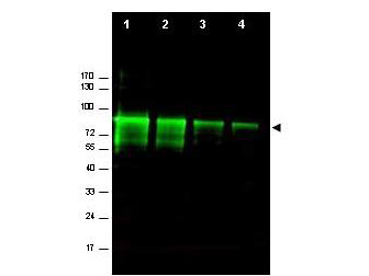 Western blot using Rockland's Affinity Purified anti-Mre11 antibody shows detection of a band ~80 kDa corresponding to mouse Mre11 (arrowhead).  Lanes 1-4 contain 0.5 ug, 0.3 ug, 0.1 ug and 0.05 ug of purified mouse Mre11 protein, respectively. After 4-20% SDS-PAGE and transfer onto nitrocellulose, the membrane was blocked and then probed with the primary antibody diluted to 1:1,000 overnight at 4°C.  The membrane was then washed and reacted with a 1:10,000 dilution of IRDye800 conjugated Gt-a-Rabbit IgG [H&L] MX (611-132-122) for 45 min at room temperature. IRDye800 fluorescence image was captured using the Odyssey® Infrared Imaging System developed by LI-COR. IRDye is a trademark of LI-COR, Inc.  Other detection systems will yield similar results.
