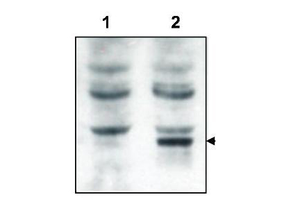Western blot using Rockland's affinity purified anti-Tamalin to detect over-expressed Tamalin in HEK293 cells (lane 2, arrowhead). Lane 1 shows the non-transfected control. Cell extracts were electrophoresed and transferred to nitrocellulose. The membrane was probed with the primary antibody at a 1:2,000 dilution. Personal Communication, V. Coppola, CCR-NCI, Frederick, MD.