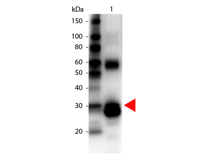 Western Blot of Biotin Conjugated Rabbit anti-L-Asparaginase Antibody.   Lane 1:  L-Asparaginase.   Lane 2:  none.   Load:  100 ng per lane. Primary antibody: Biotin Conjugated L-Asparaginase antibody at 1:1000 for overnight at 4°C. Secondary antibody:  HRP Streptavidin secondary antibody at 1:40,000 for 30 min at RT. Block: MB-070 for 30 min at RT. Predicted/Observed size:  32 kDa for L-Asparaginase.  Other band(s): L-Asparaginase splice variants and isoforms.