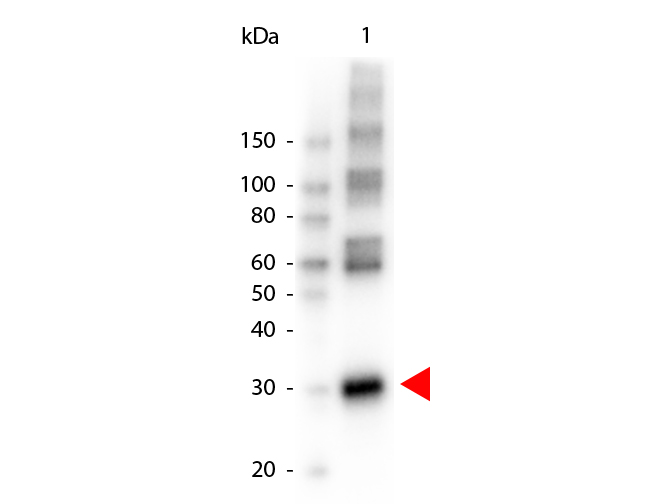 Western Blot of Peroxidase conjugated Rabbit anti-L-ASPARAGINASE antibody.   Lane 1:  L-ASPARAGINASE.   Lane 2:  none.   Load:  50 ng per lane. Primary antibody:  none. Secondary antibody:  Peroxidase rabbit secondary antibody at 1:1,000 for 60 min at RT. Block:  MB-070 for 30 min RT. Predicted/Observed size:  30 kDa for L-ASPARAGINASE.  Other band(s): L-ASPARAGINASE splice variants and isoforms.