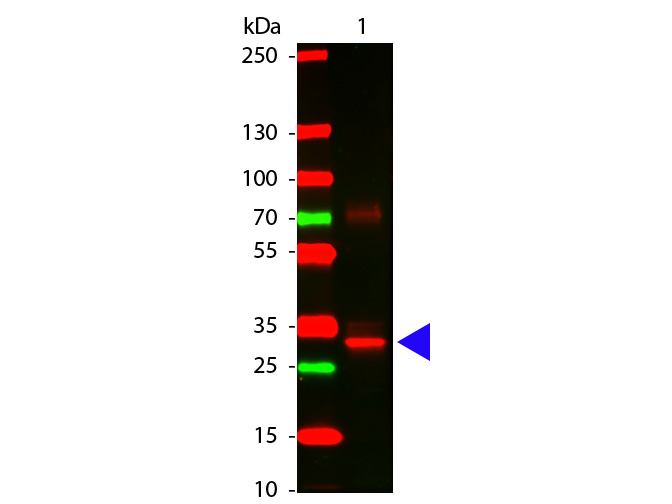 Western Blot of Rabbit anti-L-Asparaginase Antibody.   Lane 1:  L-Asparaginase.   Lane 2:  none.   Load:  100 ng per lane. Primary antibody:  L-Asparaginase antibody at 1:1000 for overnight at 4°C. Secondary antibody:  DyLight™ 649 rabbit secondary antibody at 1:20,000 for 30 min at RT. Block: MB-070 for 30 min at RT. Predicted/Observed size:  32 kDa for L-Asparaginase.  Other band(s): L-Asparaginase splice variants and isoforms.