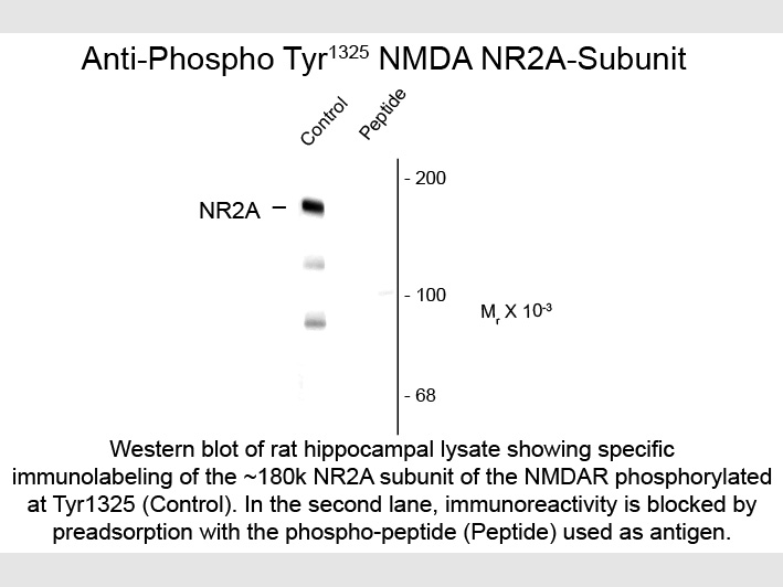 Western Blot of Rabbit anti-NMDA R2A pT1325 antibody.   Lane 1:  rat hippocampal lysate (control).   Lane 2:  Peptide.   Load:  10 µg per lane. Primary antibody:  NMDA R2A pT1325 antibody at 1:1,000 for overnight at 4°C. Secondary antibody:  IRDye800™ rabbit secondary antibody at 1:10,000 for 45 min at RT. Block:  5% BLOTTO overnight at 4°C. Predicted/Observed size:  180 kDa for NMDA R2A pT1325.  Other band(s): NMDA R2A pT1325 splice variants and isoforms.