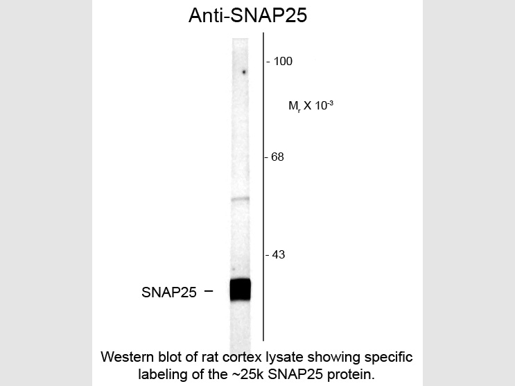 Western Blot of Rabbit anti-SNAP25 antibody.   Lane 1:  rat cortex lysate.   Lane 2:  none.   Load:  10 µg per lane. Primary antibody:  SNAP25 antibody at 1:1,000 for overnight at 4°C. Secondary antibody:  IRDye800™ rabbit secondary antibody at 1:10,000 for 45 min at RT. Block:  5% BLOTTO overnight at 4°C. Predicted/Observed size:  25 kDa for SNAP25.  Other band(s): none.