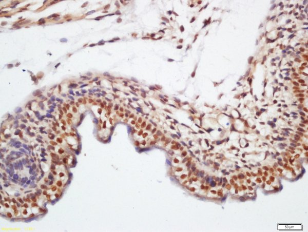 Formalin-fixed and paraffin embedded mouse embryo labeled with Rabbit Anti-KLHL7 Polyclonal Antibody, Unconjugated (bs-5935R) at 1:200 followed by conjugation to the secondary antibody and DAB staining