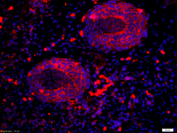 Formalin-fixed and paraffin-embedded mouse embryo labeled with Anti-RALDH2 Polyclonal Antibody, Unconjugated(bs-3676R) 1:200, overnight at 4°C, The secondary antibody was Goat Anti-Rabbit IgG,Cy3 conjugated(bs-0295G-Cy3)used at 1:200 dilution for 40 minutes at 37°C.\\n