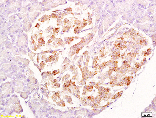 Formalin-fixed and paraffin embedded rat pancreas labeled with Anti-SRG4 Polyclonal Antibody, Unconjugated (bs-1220R) at 1:200 followed by conjugation to the secondary antibody and DAB staining.