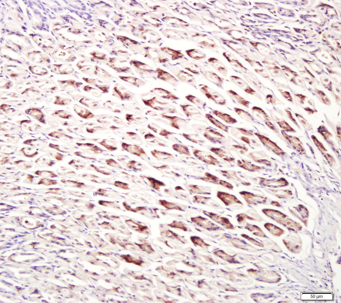 Paraformaldehyde-fixed, paraffin embedded mouse stomach; Antigen retrieval by boiling in sodium citrate buffer (pH6.0) for 15min; Block endogenous peroxidase by 3% hydrogen peroxide for 20 minutes; Blocking buffer (normal goat serum) at 37°C for 30min; Antibody incubation with UNC5B Polyclonal Antibody, Unconjugated (bs-11492R) at 1:400 overnight at 4°C, followed by a conjugated secondary for 20 minutes and DAB staining.
