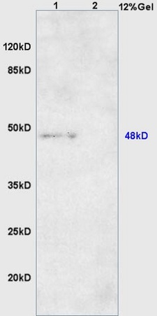 Lane 1: mouse heart lysates Lane 2: mouse pancreas lysates probed with Anti ARRDC1 Polyclonal Antibody, Unconjugated (bs-8075R) at 1:200 in 4˚C. Followed by conjugation to secondary antibody (bs-0295G-HRP) at 1:3000 90min in 37˚C. Predicted band 48kD. Observed band size: 48kD.