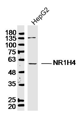 Lane 1: HepG2 lysates probed with Bile Acid Receptor NR1H4 Antibody (bs-12867R) at 1:300 overnight at 4˚C. Followed by a conjugated secondary antibody at 1:10000 for 90 min at 37˚C.\r\n