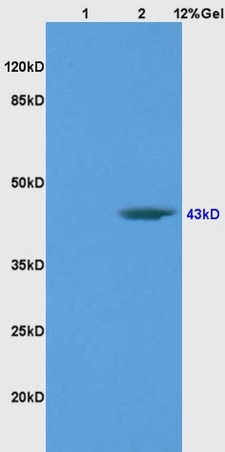 Lane 1: rat brain lysates Lane 2: human colon carcinoma lysates probed with Anti BRN3A Polyclonal Antibody, Unconjugated (bs-3669R) at 1:200 in 4˚C. Followed by conjugation to secondary antibody (bs-0295G-HRP) at 1:3000 90min in 37˚C. Predicted band 43kD. Observed band size: 43kD.