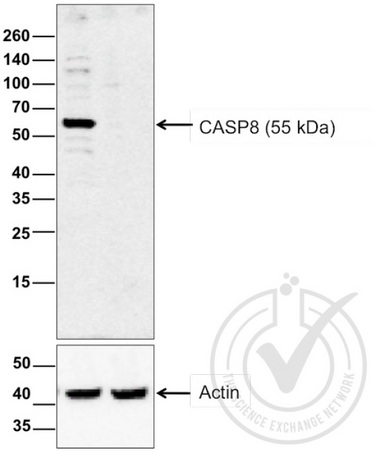 Image provided by the Independent Validation Program (badge number 29759). Lane 1: HeLa cell extract, Lane 2: c6/36 mosquito cell extract (non-reactive\\nspecies) probed with Rabbit Anti-Caspase 8 Polyclonal Antibody, Unconjugated (bs-0052R) at 1:200 overnight at 4˚C. Followed by conjugation to secondary antibody at 1:20000 for 60 min at 26˚C.