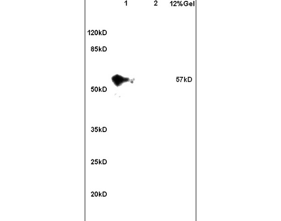Lane 1: mouse embryo lysates Lane 2: mouse brain lysates probed with Anti CCDC11 Polyclonal Antibody, Unconjugated (bs-7740R) at 1:200 in 4C. Followed by conjugation to secondary antibody (bs-0295G-HRP) at 1:3000 90min in 37C. Predicted band 57kD. Observed band size: 57kD