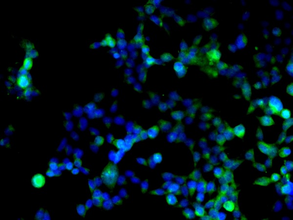 Image provided by One World Lab validation program. HEK293 cells probed with Rabbit Anti-Cyclin D1 Polyclonal Antibody (bs-0623R) at 1:50 for 60 minutes at room temperature followed by Goat Anti-Rabbit IgG (H+L) Alexa Fluor 488 Conjugated secondary antibody.
