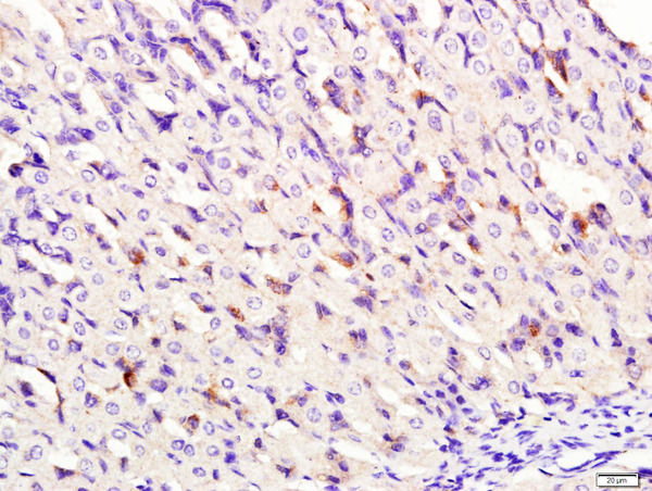 Paraformaldehyde-fixed, paraffin embedded mouse stomach tissue; Antigen retrieval by boiling in sodium citrate buffer(pH6) for 15min; Block endogenous peroxidase by 3% hydrogen peroxide for 30 minutes; Blocking buffer (normal goat serum) at 37°C for 20min; Antibody incubation with Rabbit Anti-DNase II Polyclonal Antibody, Unconjugated (bs-7652R) at 1:400 overnight at 4°C, followed by a conjugated secondary and DAB staining\\n