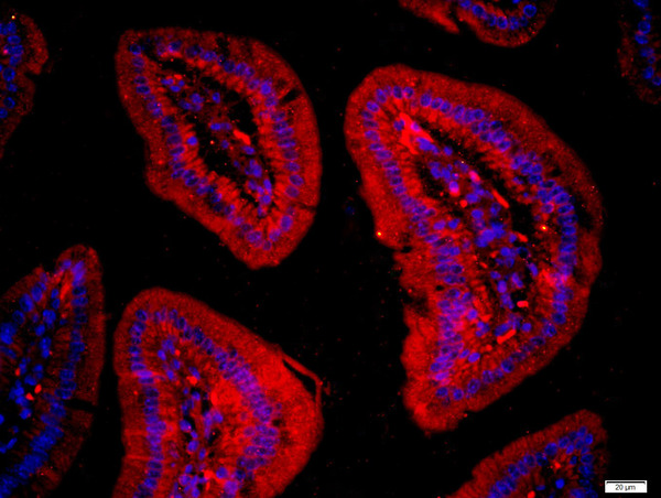 Paraformaldehyde-fixed, paraffin embedded mouse intestine; Antigen retrieval by boiling in sodium citrate buffer (pH6) for 15min; Block endogenous peroxidase by 3% hydrogen peroxide for 20 minutes; Blocking buffer (normal goat serum) at 37°C for 30min; Antibody incubation with FAM134C Polyclonal Antibody, Unconjugated (bs-8153R) at 1:400 overnight at 4°C, followed by a conjugated secondary (bs-0295G-Cy3) for 90 minutes and DAPI staining of the nuclei.