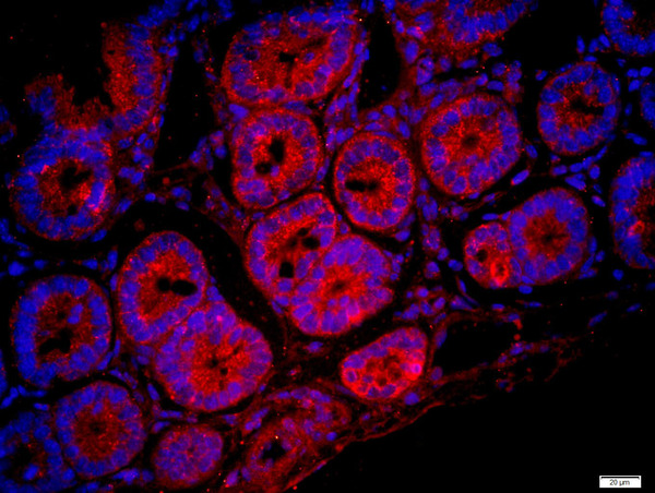 Paraformaldehyde-fixed, paraffin embedded mouse intestine; Antigen retrieval by boiling in sodium citrate buffer (pH6) for 15min; Block endogenous peroxidase by 3% hydrogen peroxide for 20 minutes; Blocking buffer (normal goat serum) at 37°C for 30min; Antibody incubation with FAM134C Polyclonal Antibody, Unconjugated (bs-8153R) at 1:400 overnight at 4°C, followed by a conjugated secondary (bs-0295G-Cy3) for 90 minutes and DAPI staining of the nuclei.